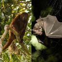 Habitantes de seis ciudades de Colombia participarán en el City Nature Challenge, reto naturalista que tiene como objetivo reportar la biodiversidad urbana.
