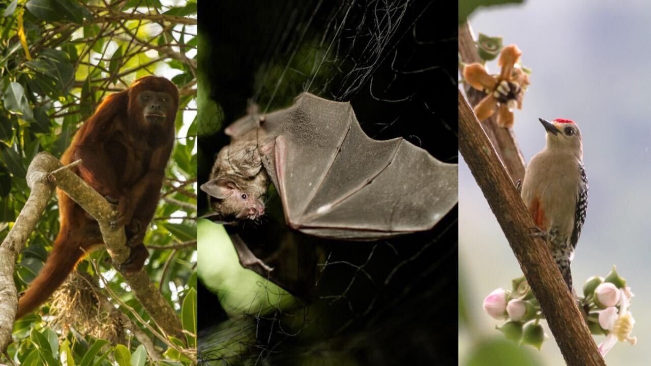 Biodiversidad en Colombia