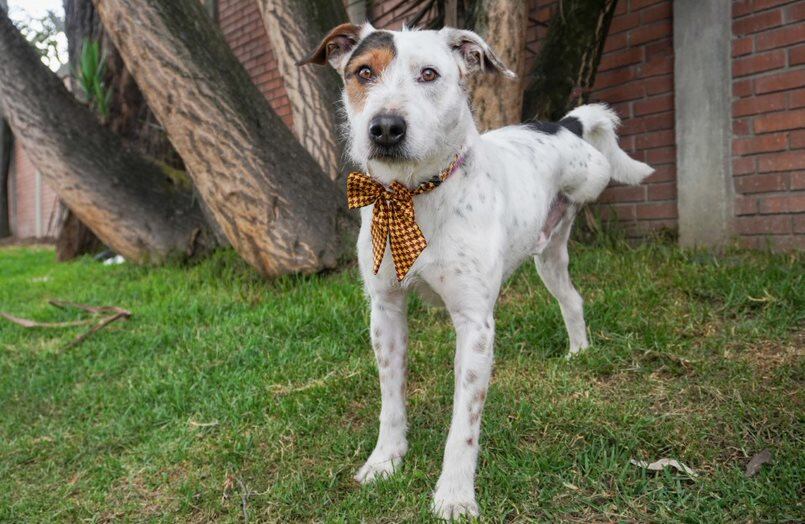 Perro en adopción llamado Humer.