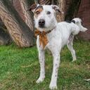 Perro en adopción llamado Humer.