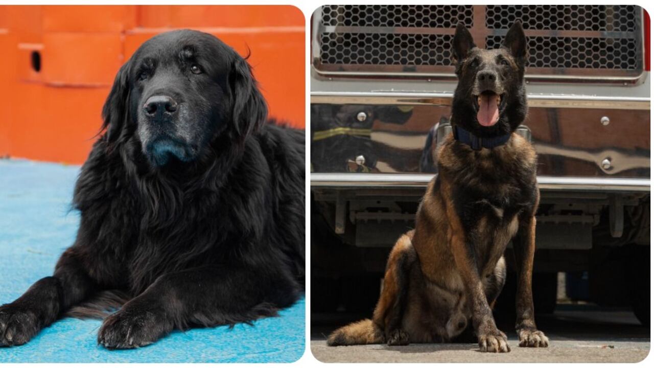 Fito y Daky los perros rescatistas del Cuerpo de Bomberos de Bogotá que ahora buscan ser adoptados.