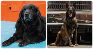 Fito y Daky los perros rescatistas del Cuerpo de Bomberos de Bogotá que ahora buscan ser adoptados.