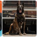 Fito y Daky los perros rescatistas del Cuerpo de Bomberos de Bogotá que ahora buscan ser adoptados.