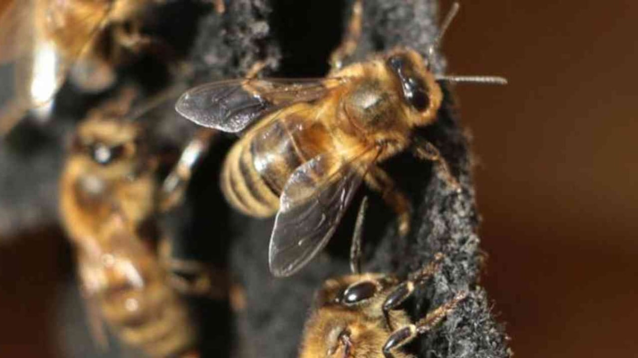 Entre 2016 y 2017 se perdieron el 56,1% de las colmenas de abejas melíferas en Chile y un 12,6% en Ecuador y Perú. Foto: David Vogel (CRCA) vía DW.