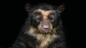 El oso andino es una especie amenazada por la deforestación en Antioquia.