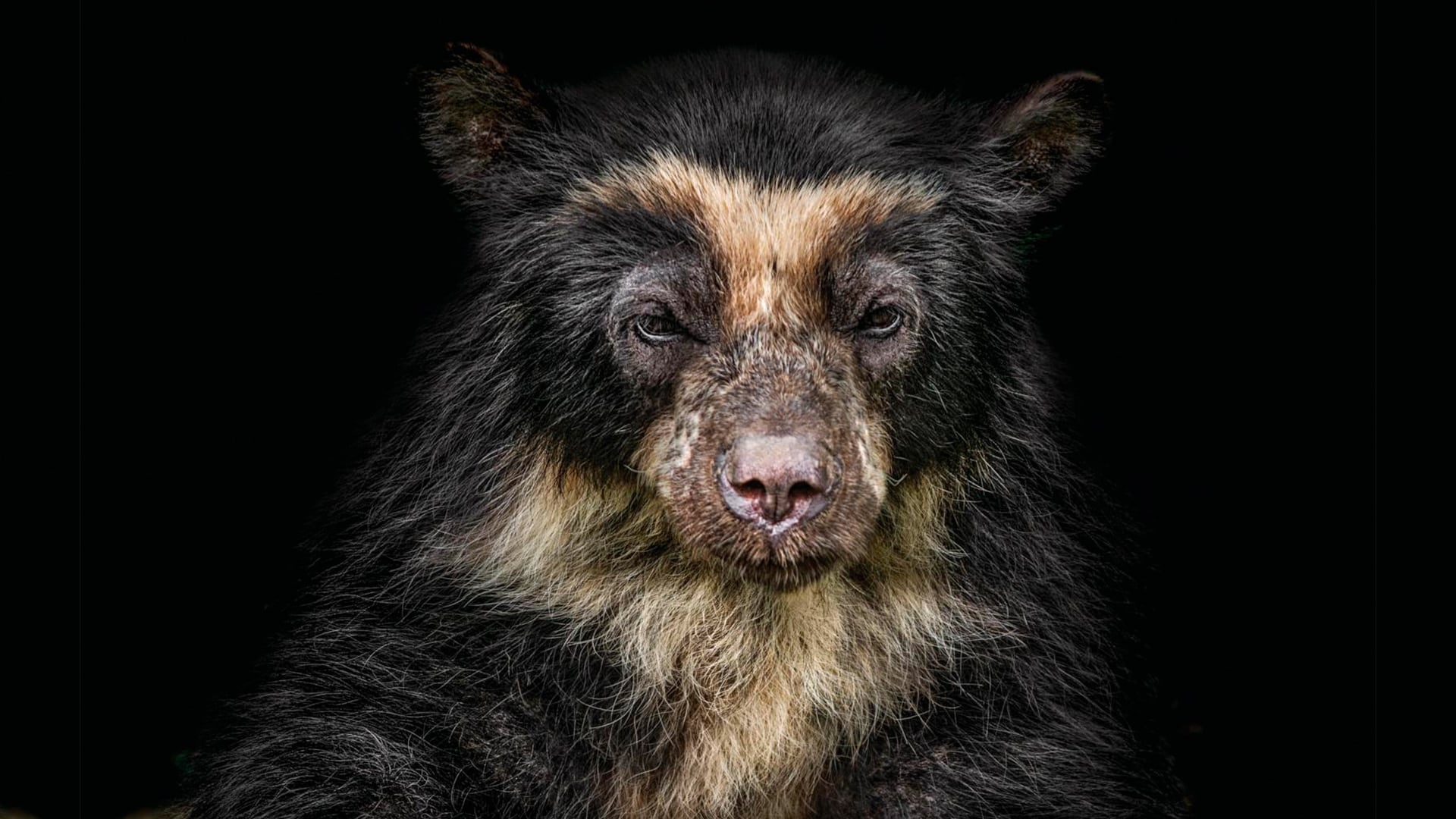 Deforestación: la gran amenaza de la biodiversidad en Antioquia