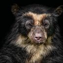 El oso andino es una especie amenazada por la deforestación en Antioquia.