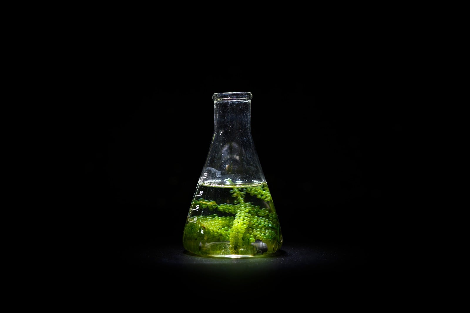 Microalgas