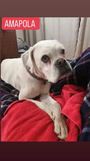 Amapola perrita desaparecida en Bogotá