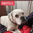 Amapola perrita desaparecida en Bogotá