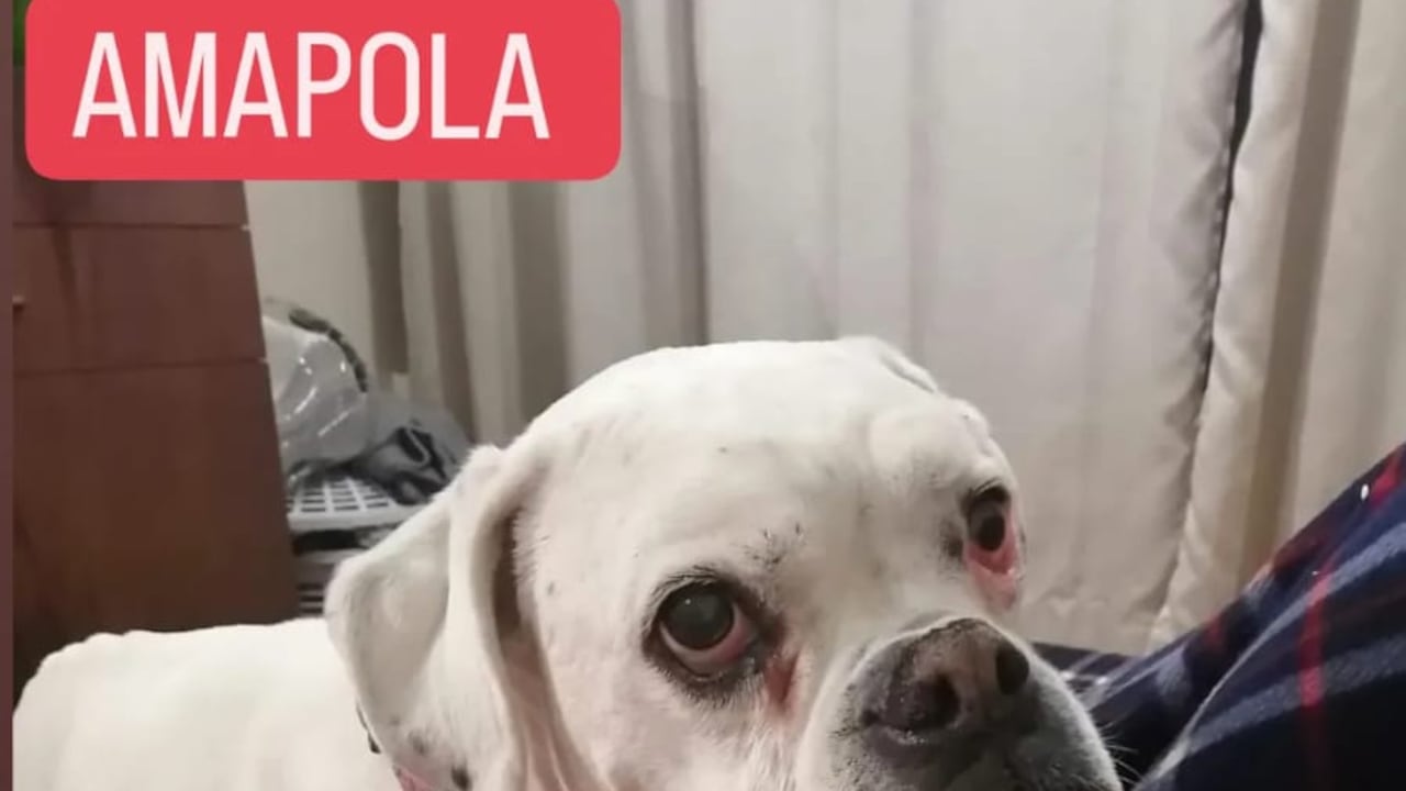 Amapola perrita desaparecida en Bogotá