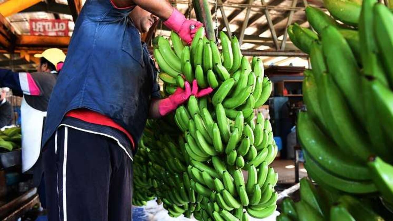 Hoy se estima que 9 millones de colombianos dependen de la economía rural.