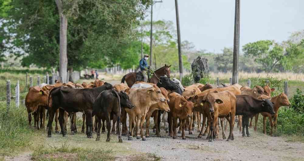 Ganadería, Minagricultura