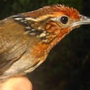 Colombia es líder en especies de aves en el mundo: Instituto Humboldt.