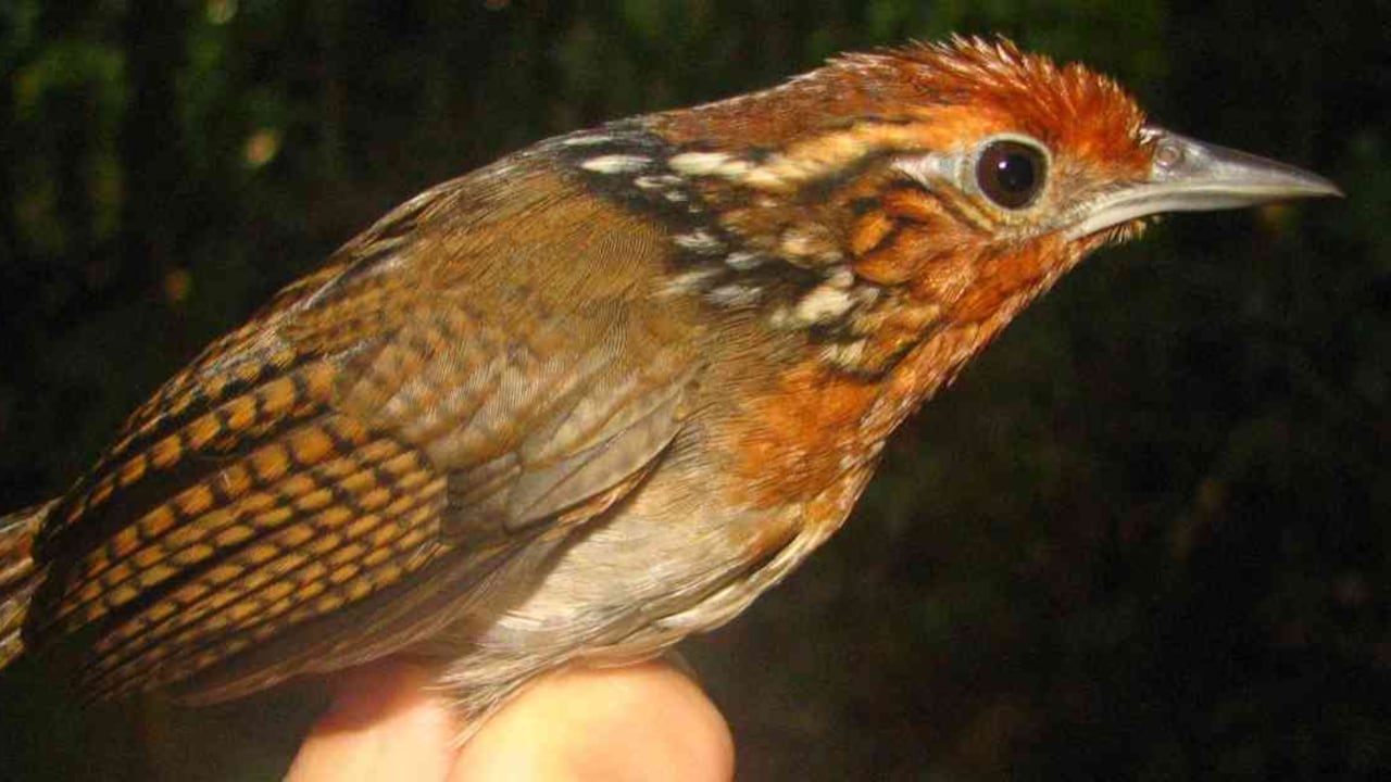 Colombia es líder en especies de aves en el mundo: Instituto Humboldt.