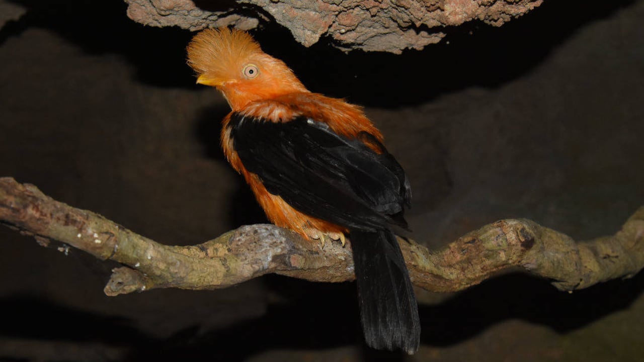 Gallito de roca, una de las 1.700 aves del Aviario Nacional.