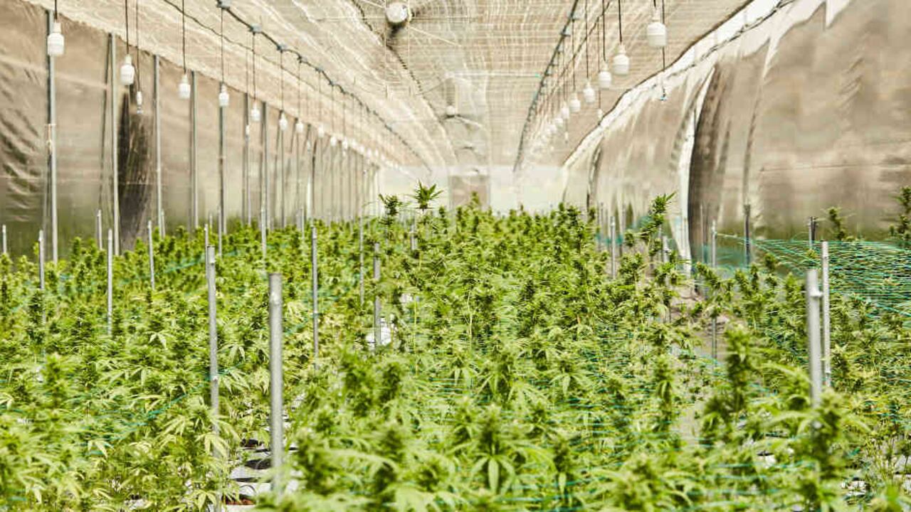 Planta de Khiron en Ibagué