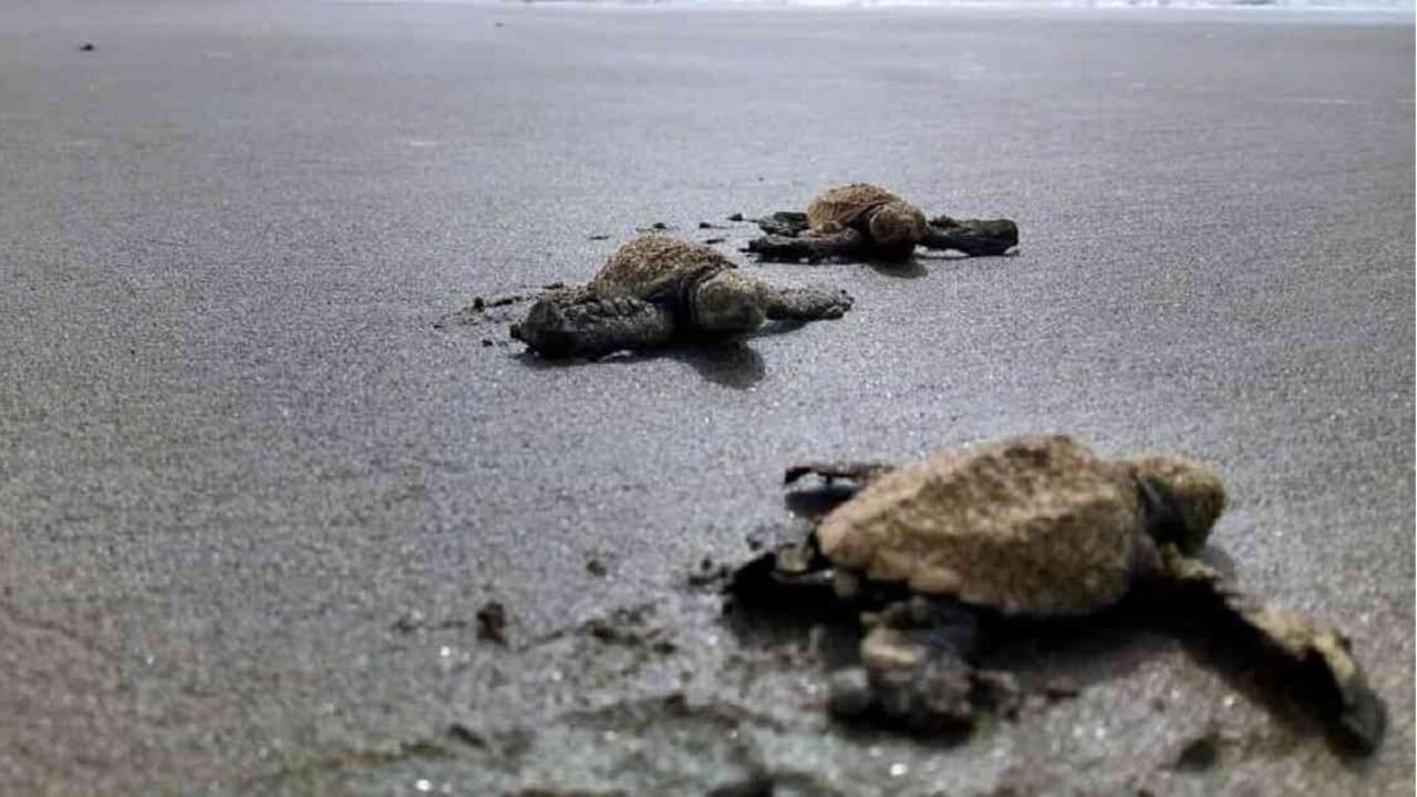 Este es un periodo clave en la anidación de tortugas. Foto: Parques Nacionales Naturales