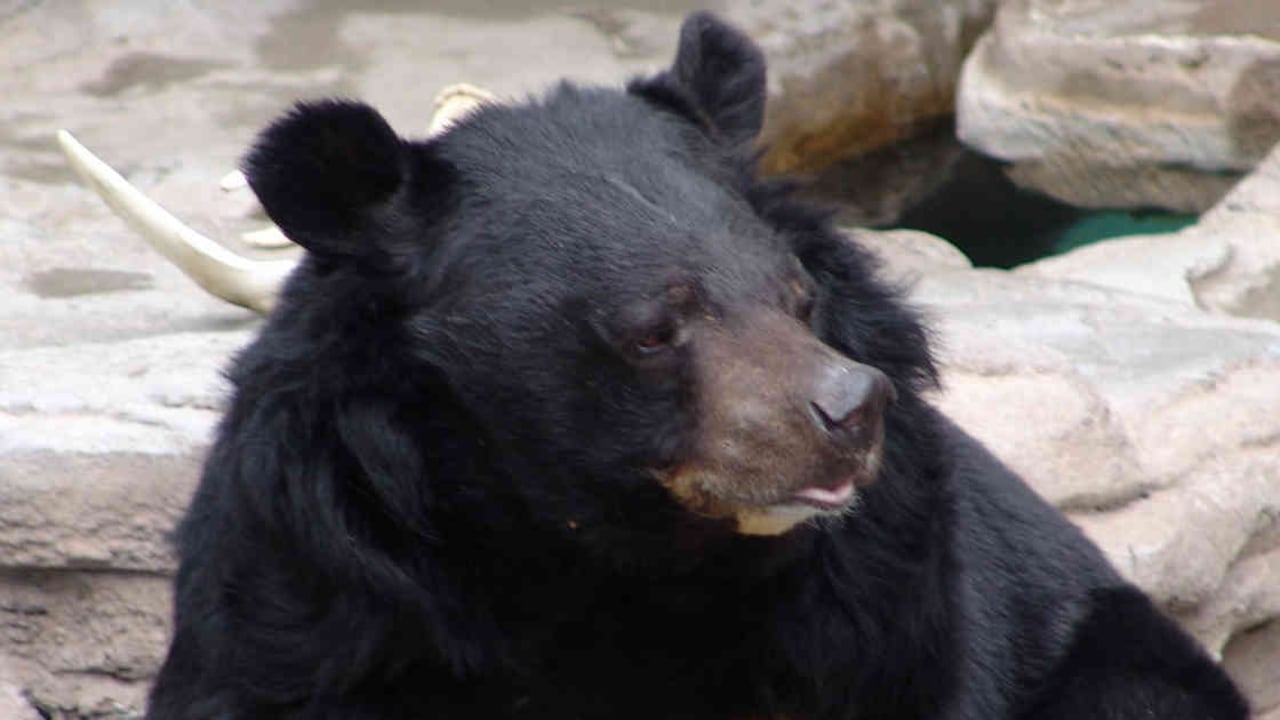 Oso tibetano. Foto: Drew Avery vía Flickr