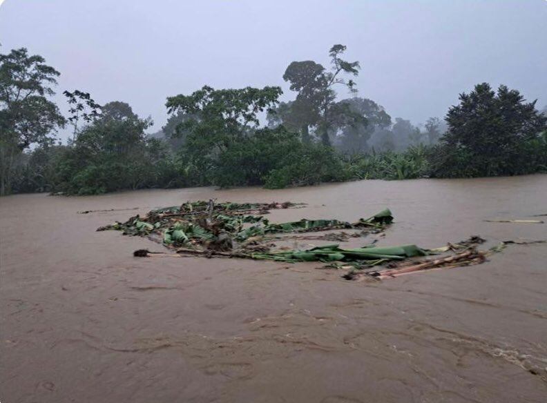 Varias hectáreas dedicadas al cultivo han sido afectadas por las fuertes lluvias en Chocó.