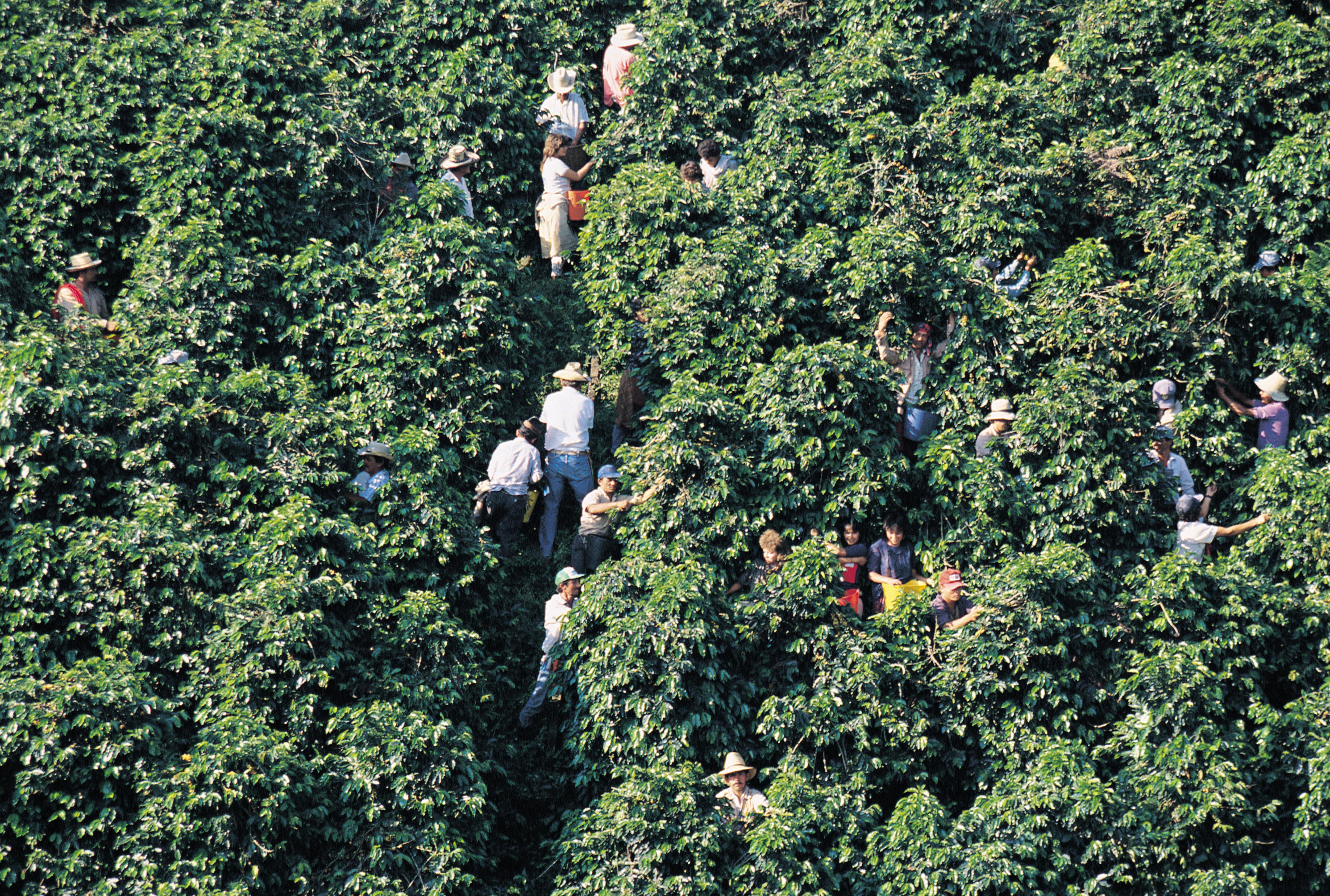 La apuesta de Risaralda: 9.500 millones de pesos para cafés especiales.