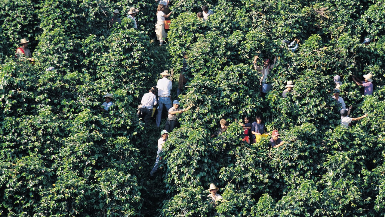 La apuesta de Risaralda: 9.500 millones de pesos para cafés especiales.