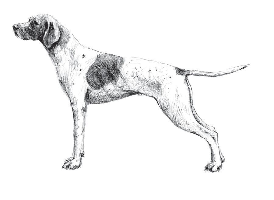 Velocidad es la palabra que mejor define a esta raza inglesa, que desde el siglo XVII ha sido considerado como ‘el mejor amigo para la caza’. Tiene un olfato agudo y su cuerpo refinado lo hace muy resistente. Posee una gran memoria y es enérgico, por lo que disfruta mucho de un día en el campo.