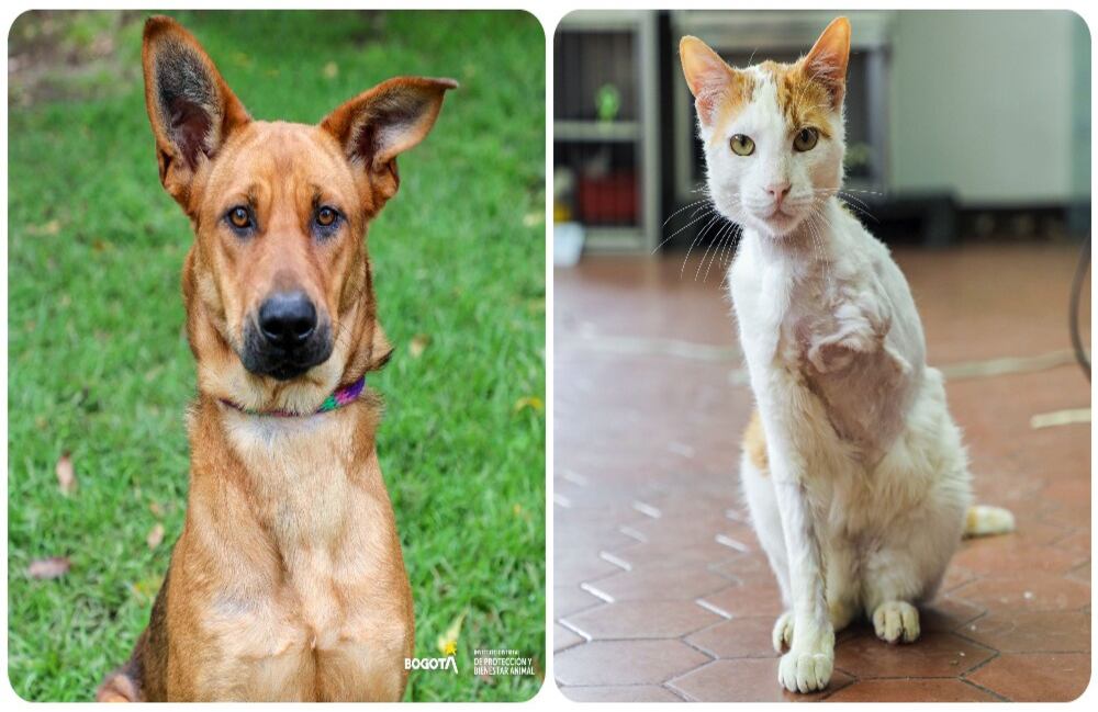 Charis y Jacinto, dos de los varios animalitos que estarán en la jornada de adopción este fin de semana.
