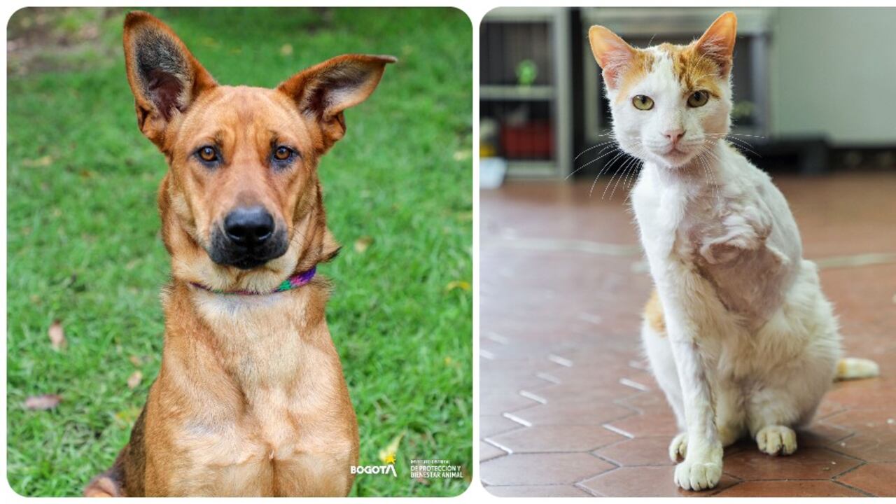 Charis y Jacinto, dos de los varios animalitos que estarán en la jornada de adopción este fin de semana.