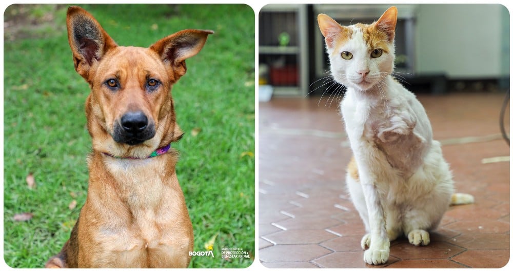 Charis y Jacinto, dos de los varios animalitos que estarán en la jornada de adopción este fin de semana.