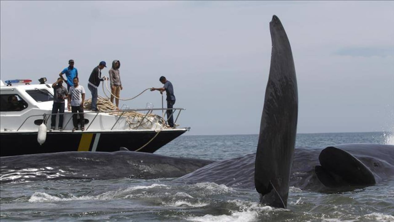 Las ballenas bailan para atraer a sus futuras parejas y sus movimientos de paso capturan la atención de decenas de turistas que viajan a verlas. Foto: Junaidi Hanafiah/Anadolu Agency