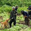 Policía Nacional inició un plan de erradicación manual de hoja de coca en el departamento del Putumayo, fronterizo con Ecuador y donde más creció el cultivo en 2011.
