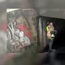 Perro rescatado caño Bogotá