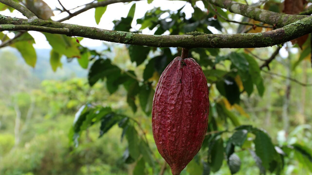 Cacao. SMehmann&AKramer / Getty Images