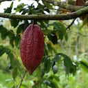Cacao. SMehmann&AKramer / Getty Images