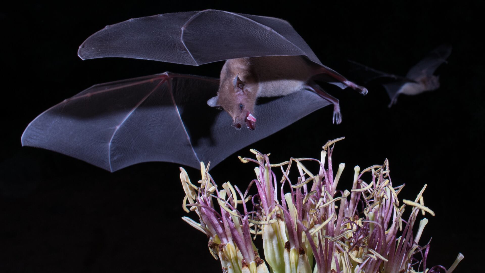Los murciélagos tienen un papel fundamental en la polinización.