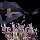 Los murciélagos tienen un papel fundamental en la polinización.