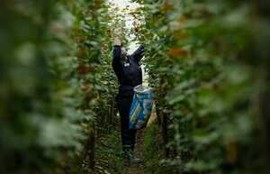 Cultivos rosas, empleados, exportación