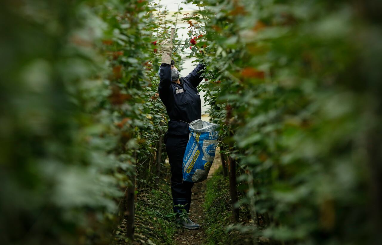 Flores san valentín