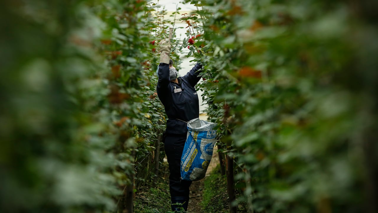Junto a Inbiotech, los campesinos de Caldas han logrado desarrollar modelos de negocio propios en torno al cultivo de plantas endémicas.