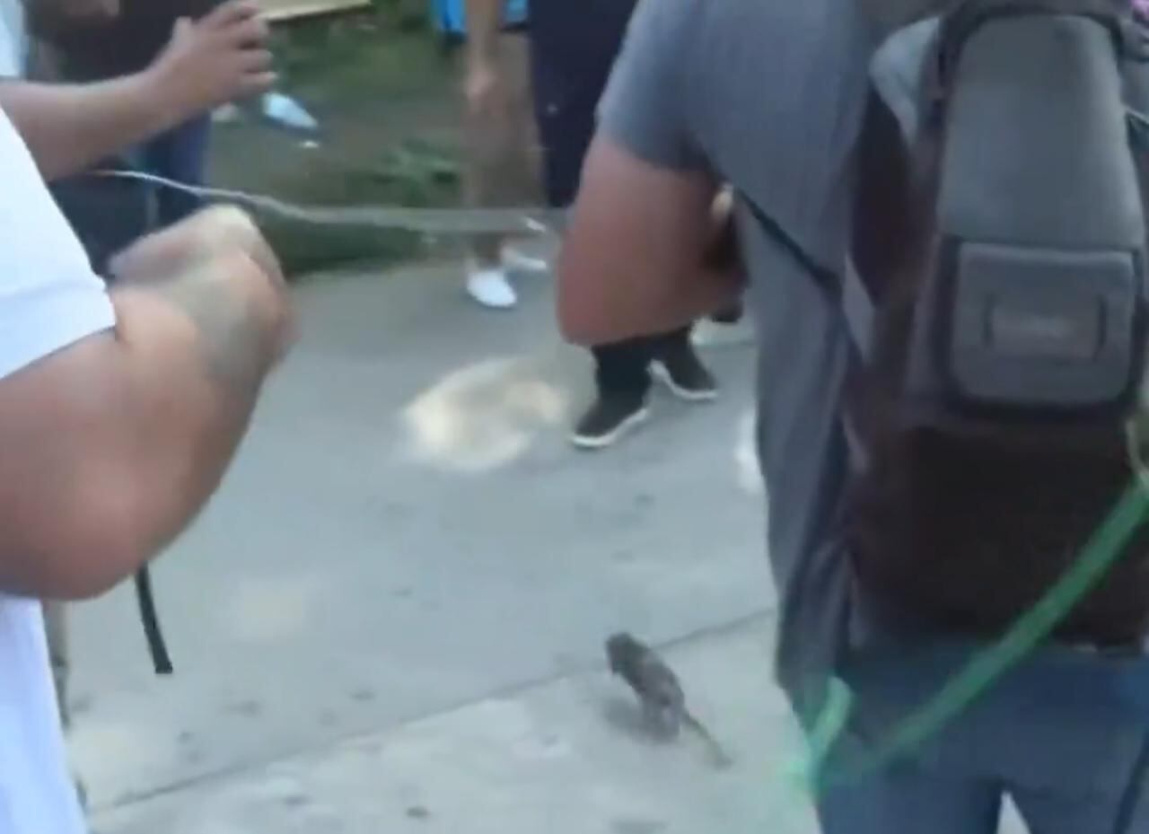 La rata causó distintas emociones en plena rueda de prensa