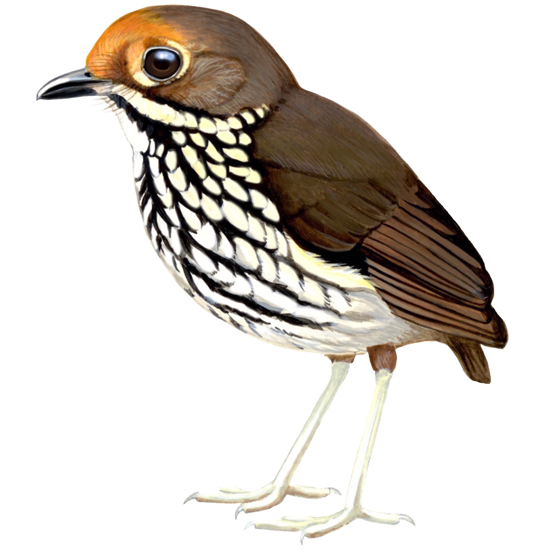 Ilustración del Tororoi bailador hecha por Jesús de Orion.