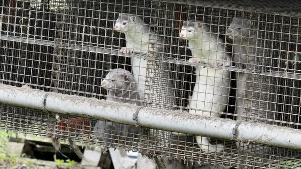 VISONES COVID 19 DW - NO USAR