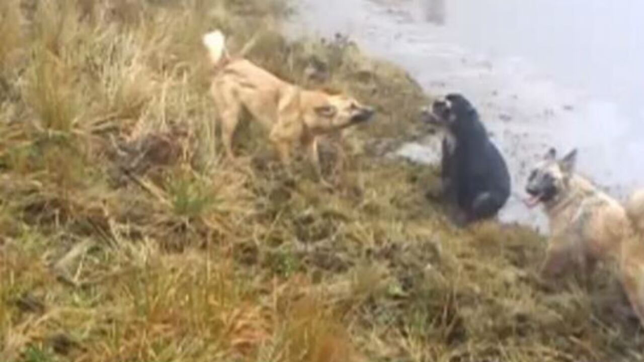 Esta es una captura del video que muestra el ataque al animal silvestre.