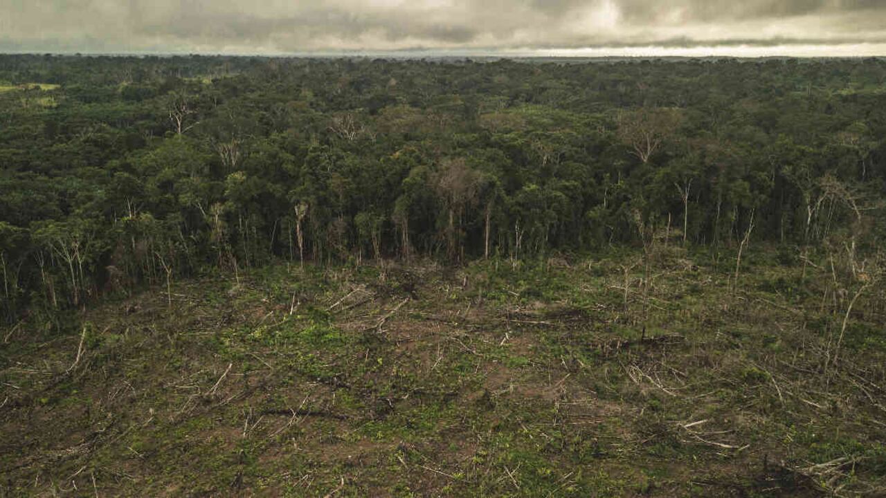 La deforestación ha venido en aumento en algunas zonas del país, pese a las restricciones de movilidad para evitar el contagio del coronavirus. Foto: FCDS.