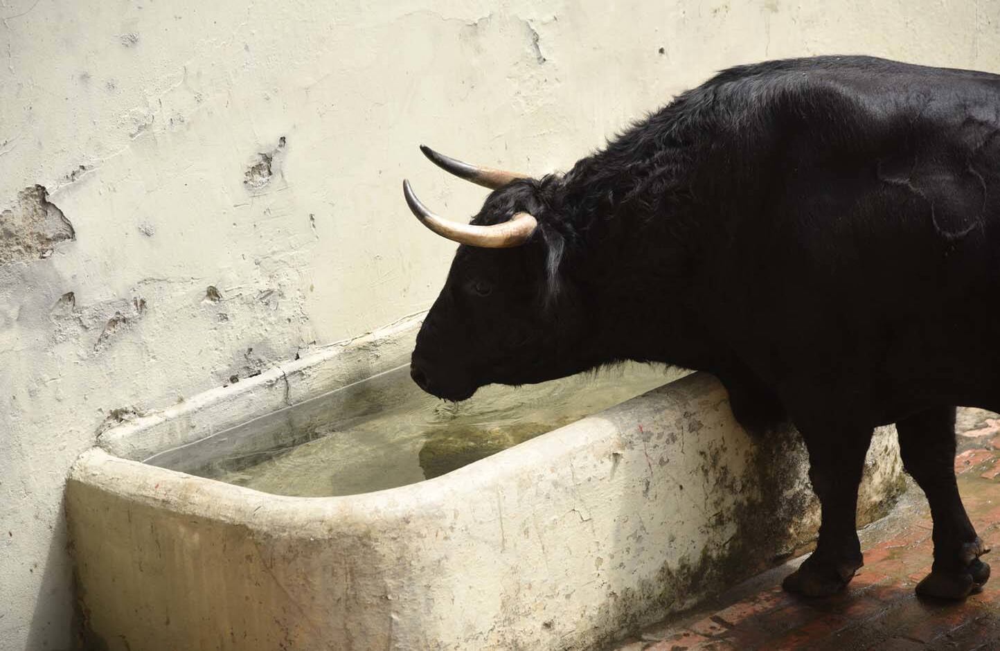 Velero, ganadería de Achury Viejo. Premio al mejor toro de la feria. Cali 26 de diciembre de 2017