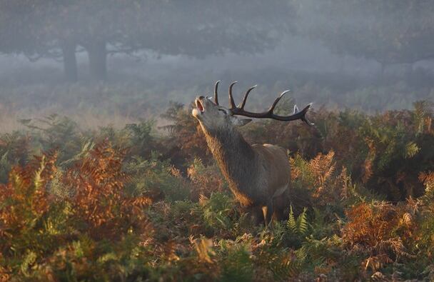 Mención honorífica en la categoría "Naturaleza": "Stag Deer Bellowing" (Ciervo macho bramando)  Ubicación: Richmond Park, Londres  Fotografía y leyenda por Prashant Meswani/Concurso de fotografía National Geographic 2014