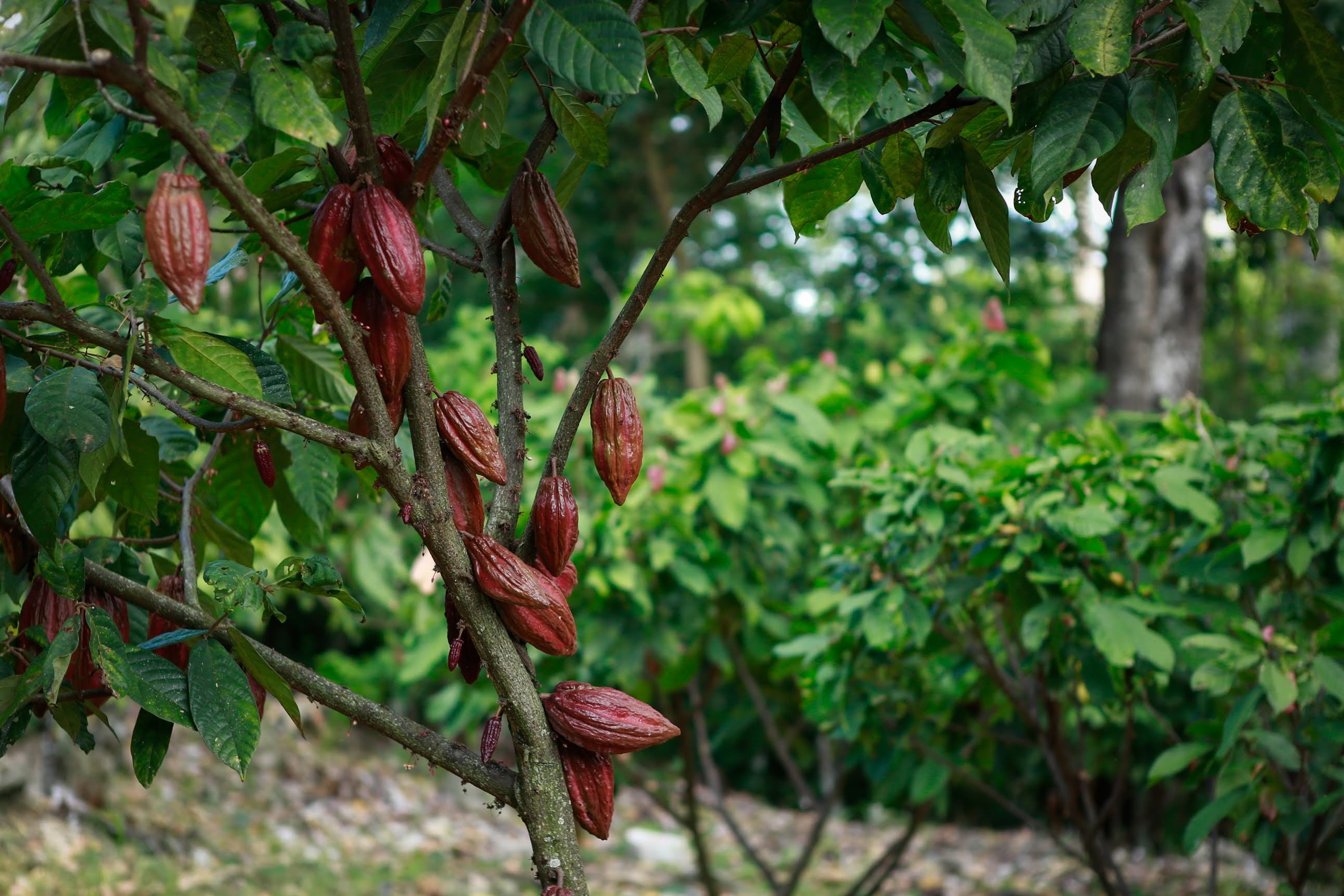 Meta es el quinto mayor productor de cacao en el país. Sin embargo, más que volumen el objetivo es producir cacao de la más alta calidad.