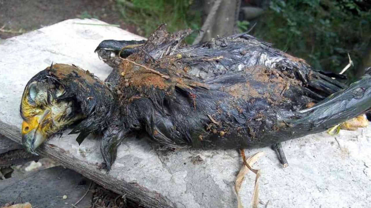 Las aves son una de las especies más afectas en los humedales. Foto: Archivo particular
