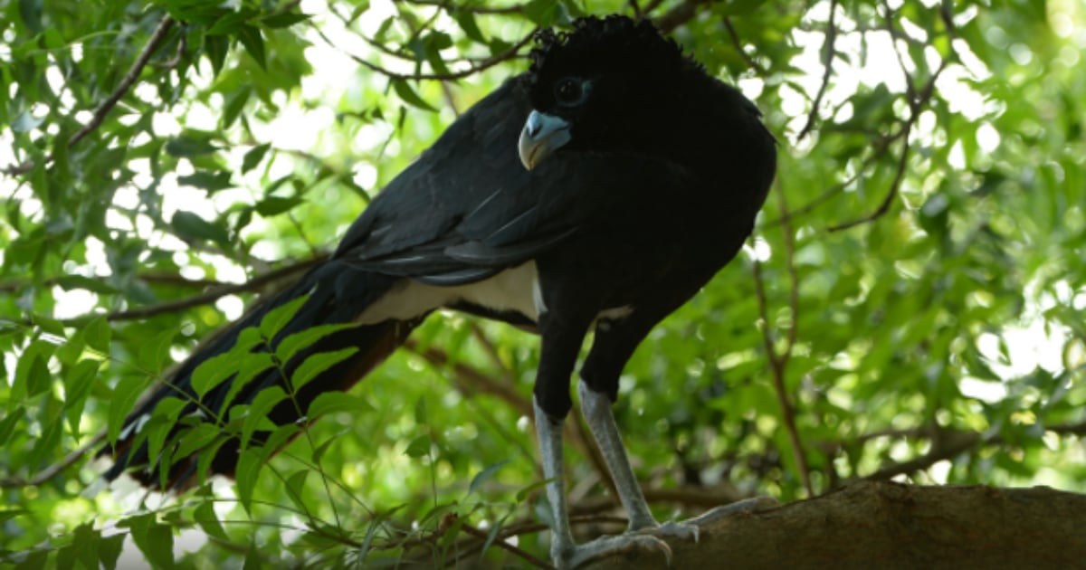 También es conocido como pavón piquiazul, pavón colombiano u opón. Foto: El Pato Salcedo vía WCS